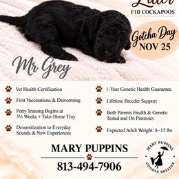 Mr Grey - Black male Cockapoo puppy in Tampa, Florida from Mary Puppins
