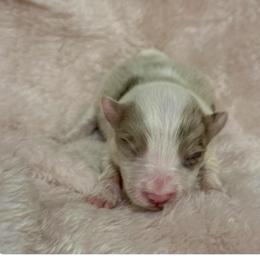 River - Red merle female Border Collie puppy in Mckinney, Texas from Border Collies of Ruidoso