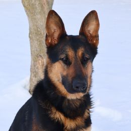 Spring - German Shepherd