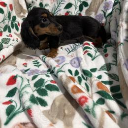 Buster - Black and tan male Dachshund puppy in Mountain Home, Arkansas from Furry Friends Kennel