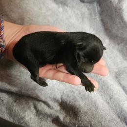 Black male 1 - Black male Schipperke puppy in Randsburg, California from Light's Family Farm & Schipperke Ranch