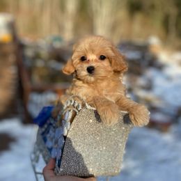 Cavapoo, Maltipoo, and Poodle Puppies from My Sweet Poodles and Doodles