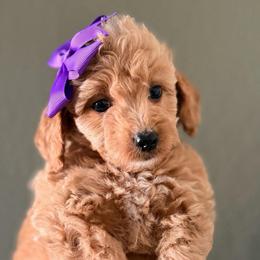 Sophie - Apricot female Goldendoodle puppy in Sacramento, California from GoldenDoodle Love