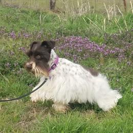 Freya - Miniature Schnauzer