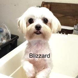 Blizzard - Maltese
