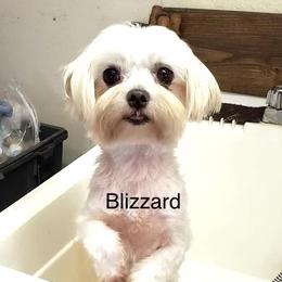 Blizzard - Maltese