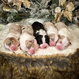 Australian Shepherd Puppies from Sandollar Aussies