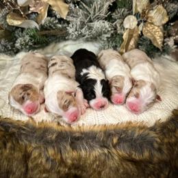 Australian Shepherd Puppies from Sandollar Aussies