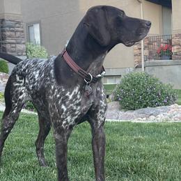 Sage - German Shorthaired Pointer