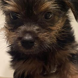 Yorkshire Terriers from Huggable Yorkies