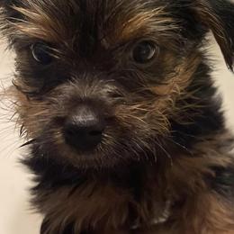 Yorkshire Terriers from Huggable Yorkies