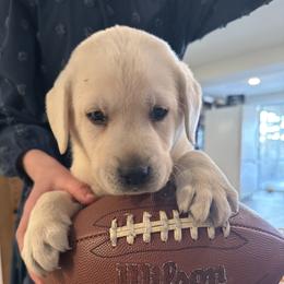Boy 5- light green collar - Yellow male Labrador Retriever puppy in Isanti, Minnesota from Four Corners Family Labs