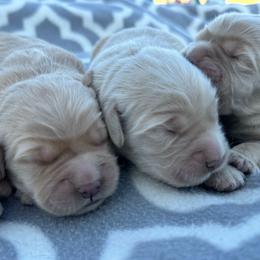 Boy 1 - Light golden male Golden Retriever puppy in Tonasket, Washington from Denzil’s Goldens
