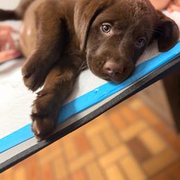 Blue boy - Chocolate male Labrador Retriever puppy in Conway, Missouri from Ozark Mountain Kennel