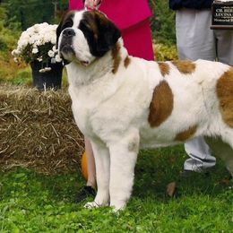 Saint Bernard All Grown Up from Somerset Saints