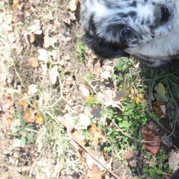 Bray - Australian Shepherd puppy in Kansas City, Kansas from Lazuli Australian Shepherds