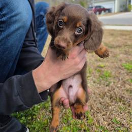 Hershey - Chocolate and tan male Dachshund puppy in Charleston, South Carolina from Palmetto Puppies