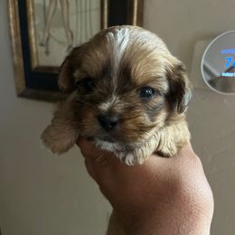Boy 2 - Black gold and white male Shorkie puppy in San Tan Valley, Arizona from Great Mates
