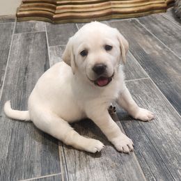 White Lab Pup Girl 4 - Yellow female Labrador Retriever puppy in Arizona from Lily's White Labs