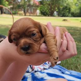 Samuel - Ruby male Cavalier King Charles Spaniel puppy in London, Arkansas from Frosty’s Cavaliers