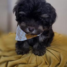 Thumper - Phantom male Bernedoodle puppy in Decatur, Tennessee from Diamond's Doodles