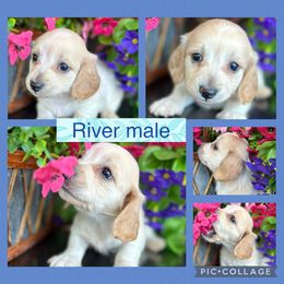 River - Fawn (isabella) and cream male Dachshund puppy in Elko, Nevada from Willow Creek Dachshunds, Collies and pembroke welsh Corgis