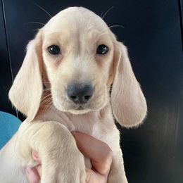 Archie-Boy 2 - Cream male Dachshund puppy in Bigfork, Minnesota from Dachshunds Up North