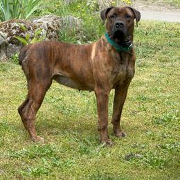 Mae Chiappa - Brindle female Boerboel puppy in Manitowoc, Wisconsin from Mae Boerboel