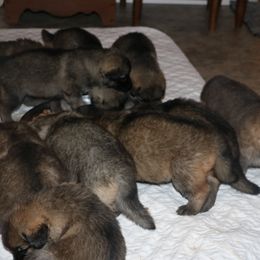 German Shepherd Puppies from Silver Raye German Shepherds