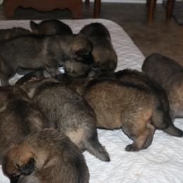 German Shepherd Puppies from Silver Raye German Shepherds