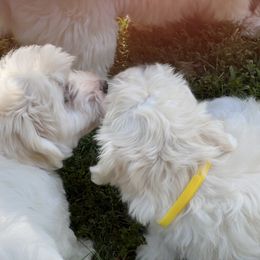 Coton de Tulear Puppies from Smoky Mountains Cotons