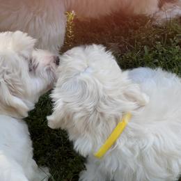Coton de Tulear Puppies from Smoky Mountains Cotons