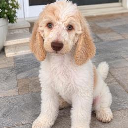 Biscuit - Green Boy - Parti male Poodle puppy in Surprise, Arizona from Gentle Paw Poodles and Doodles