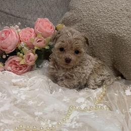 Sam - Cream female Poodle puppy in Poplarville, Mississippi from Southern Belle Poodles