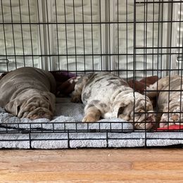 Bulldog Puppies from Bougie Bullies & Birds LLC