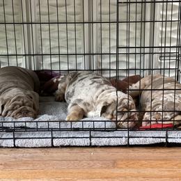 Bulldog Puppies from Bougie Bullies & Birds LLC