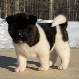 Girl 4 - Brown brindle female Akita puppy in Granville, Ohio from Hickory Ridge Akitas