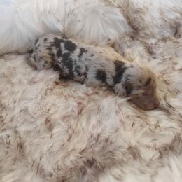 Girl 2 - Red merle female Aussiedoodle puppy in Apache Junction, Arizona from Loving Doodle