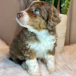 Assorted Doodle Crosses and Aussiedoodle Puppies from Louisiana Doodles LLC