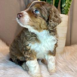 Assorted Doodle Crosses and Aussiedoodle Puppies from Louisiana Doodles LLC