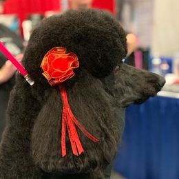 Onyx - Poodle