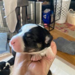 Howard - Black and tan male Pembroke Welsh Corgi puppy in New Richmond, Wisconsin from 10 Mile Creek Farms
