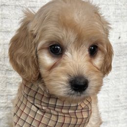 Boy 1 - Australian Labradoodle puppy in Missouri from Sweet Maple Labradoodles, LLC