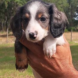 3000..Cruella black and tan dapple pie - Piebald female Dachshund puppy in Winter Haven, Florida from Gateway 2 Little Paws