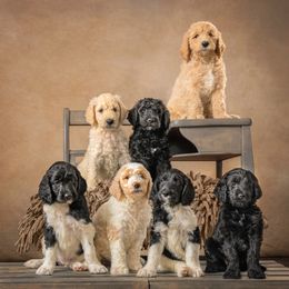 Goldendoodle puppies from Doodle Patch Farm