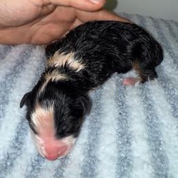 Chicken Crumch Roll - Black tri-color male Australian Shepherd puppy in Anniston, Alabama from All Hale Aussies