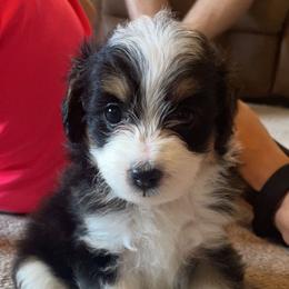 Aussiedoodle All Grown Up from Mini AussieDoodles on Meadow Lane