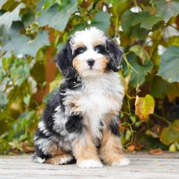 Guinness - Blue merle female Bernedoodle puppy in Spokane, Washington from Lilac City Doodles