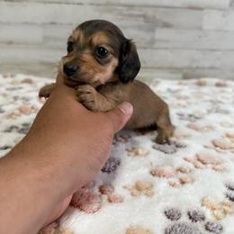Autumn - Red female Dachshund puppy in Merced, California from JBDKennel