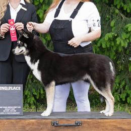 Delilah - Siberian Husky